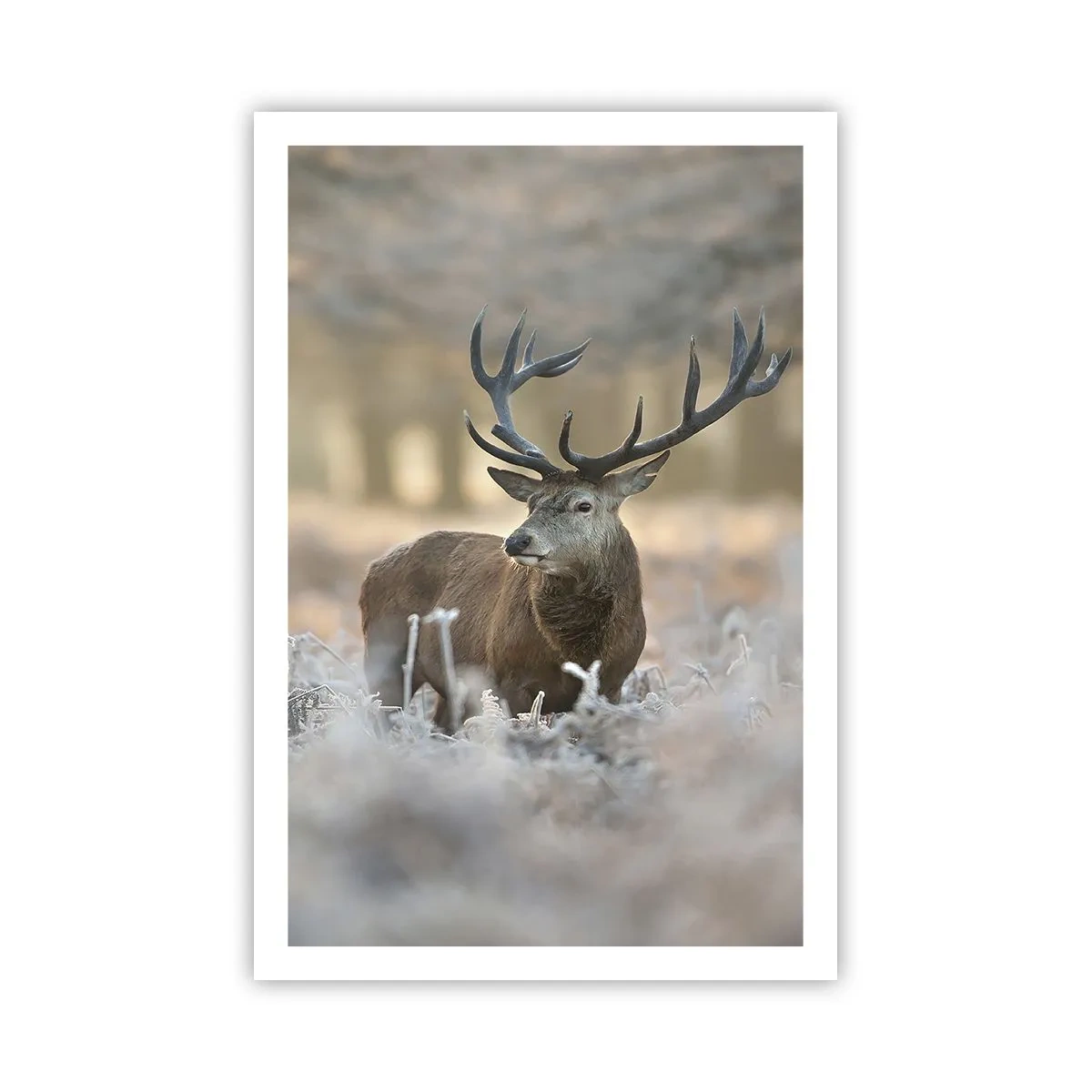 Plakat - En frisk morgen - 61x91 cm