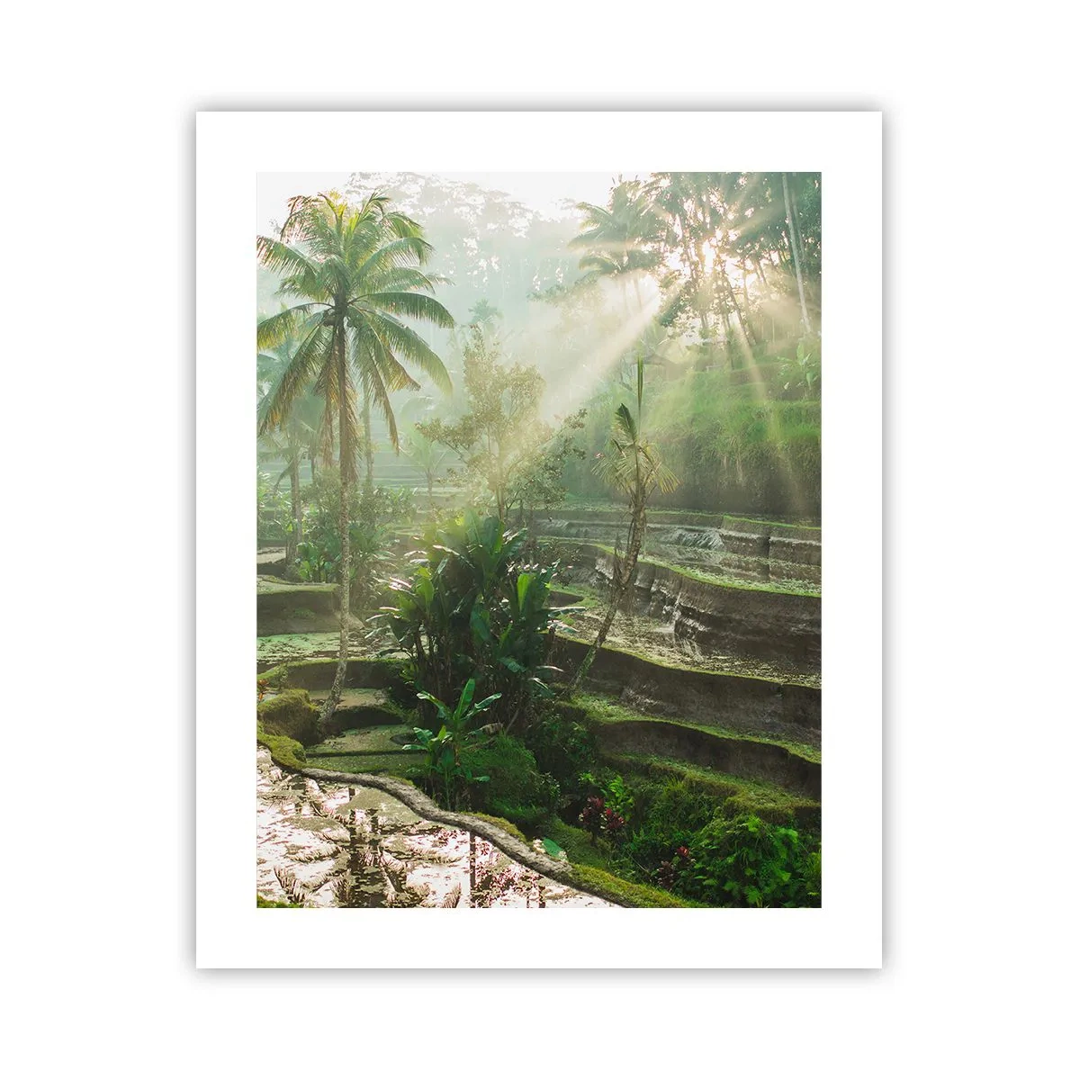 Plakat - Voksende op i solen - 40x50 cm