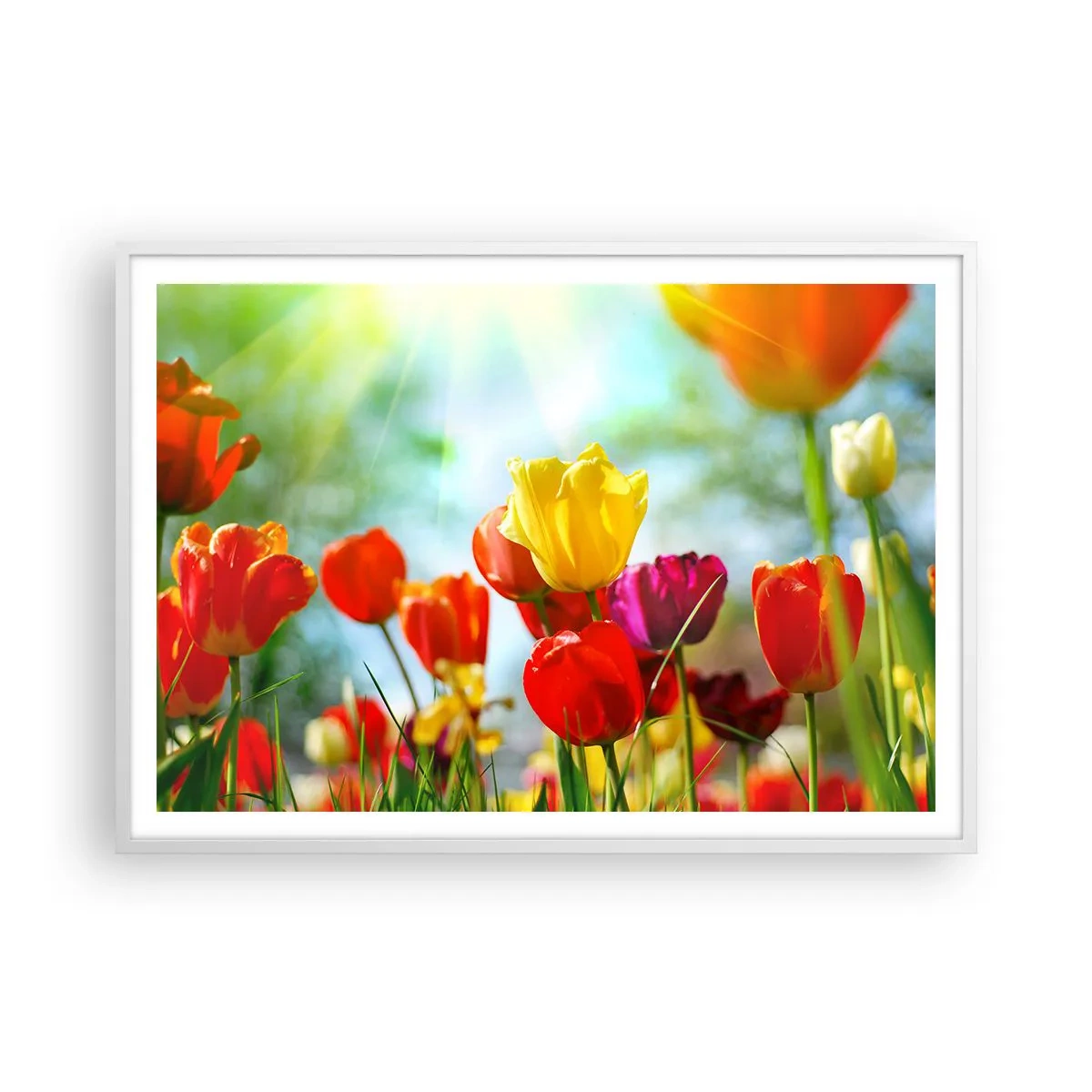 Plakat i hvid ramme - Alle solens farver - 100x70 cm