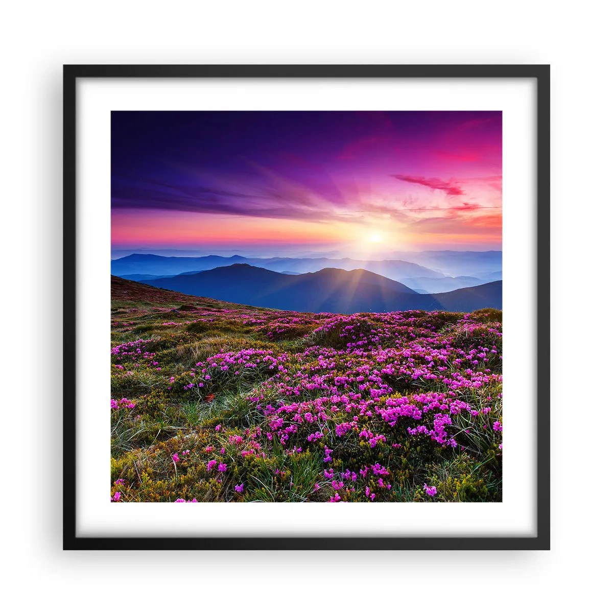 Plakat i sort ramme - Urter duftede friske bundter fra niw - 50x50 cm