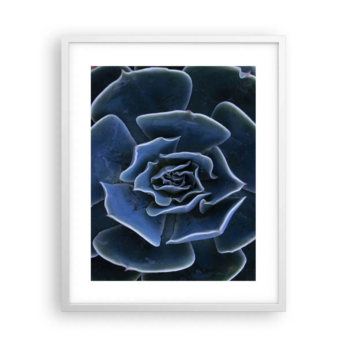 Plakat i hvid ramme - Ørkenblomst - 40x50 cm