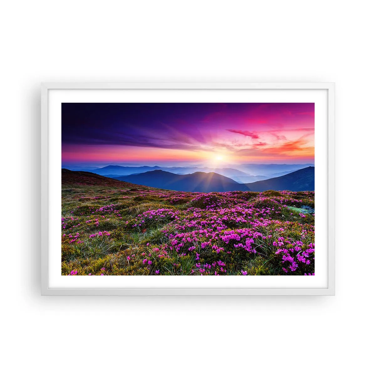 Plakat i hvid ramme - Urter duftede friske bundter fra niw - 70x50 cm