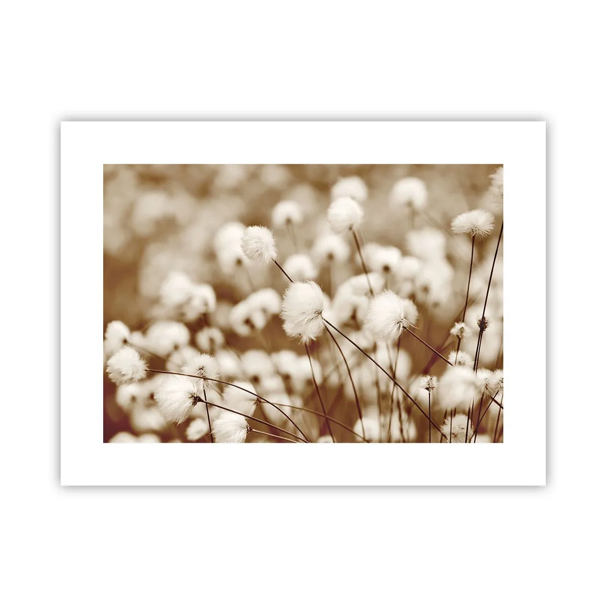 Plakat - Fyldig mark - 40x30 cm