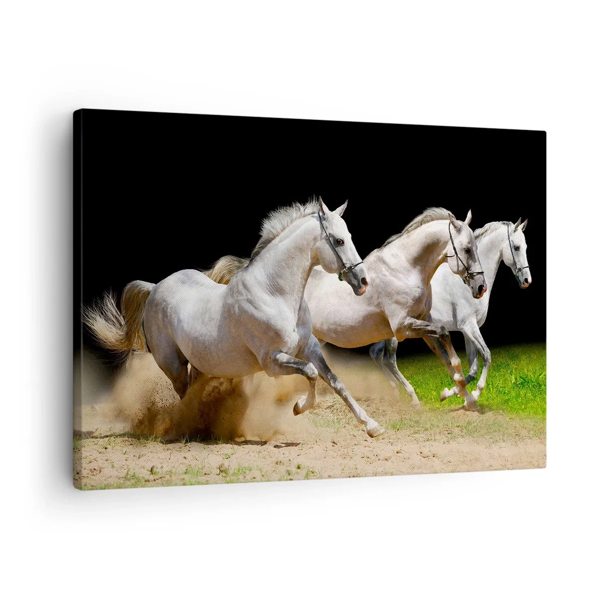 Lærredstryk - Billede på lærred - Tre hvide heste galoperer hen over sand og græs - 70x50cm - Tre Nåder - Moderne vægdekoration til stue og soveværelse ARTTOR