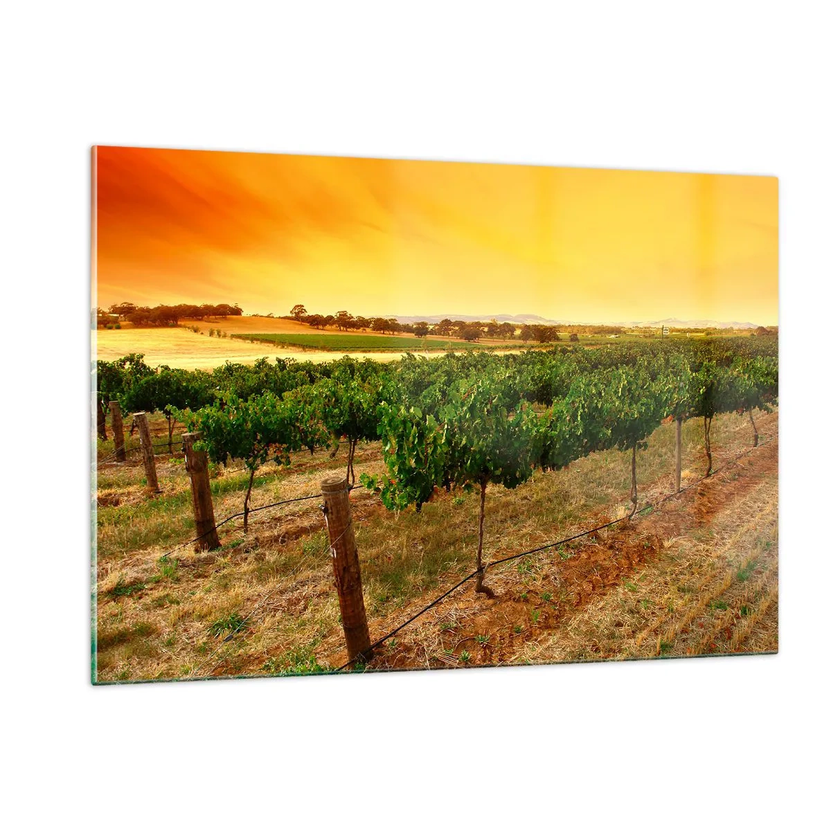 Billede på glas - Drik solen - 120x80 cm