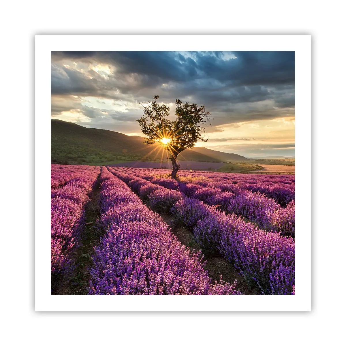 Plakat - Lilla aroma - 60x60 cm