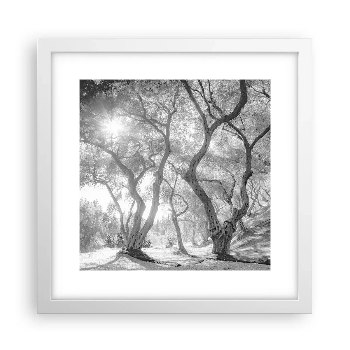 Plakat i hvid ramme - I en olivenlund - 30x30 cm