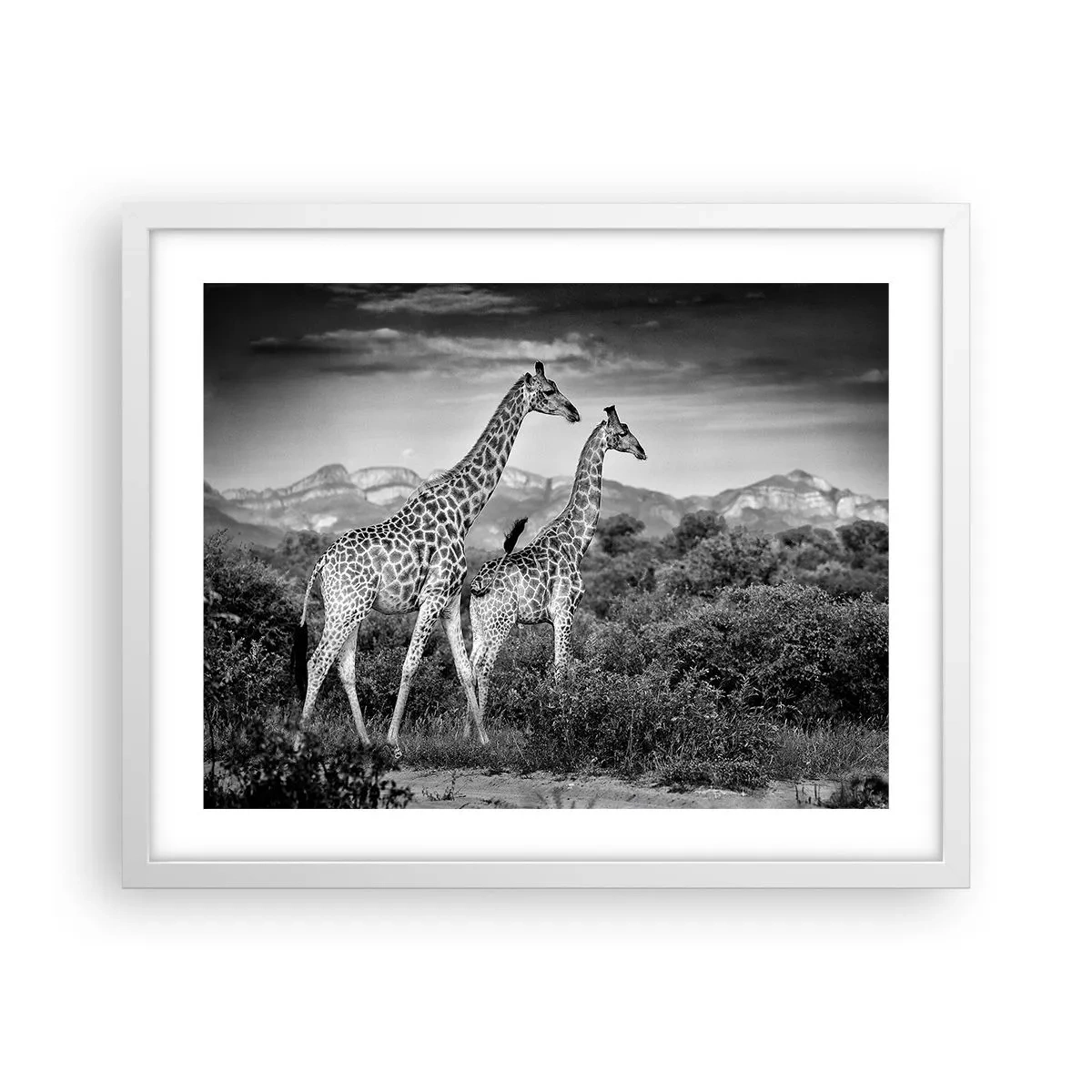 Plakat i hvid ramme - Afrikas overklasse - 50x40 cm