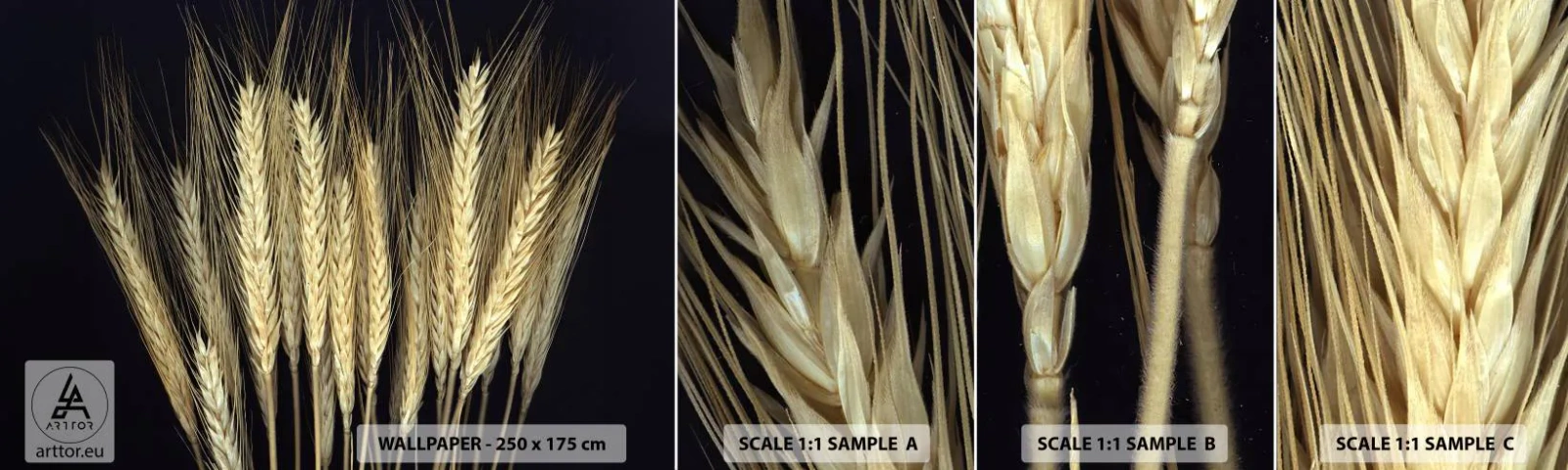 Fototapet Prøve Standard Eco - Rustik magi - Korn, Planter, Natur - 100x30 cm