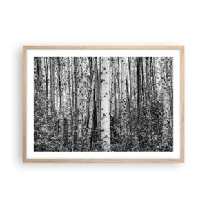 Plakat i ramme af lyst egetræ - Kolonnade af birk - 70x50 cm
