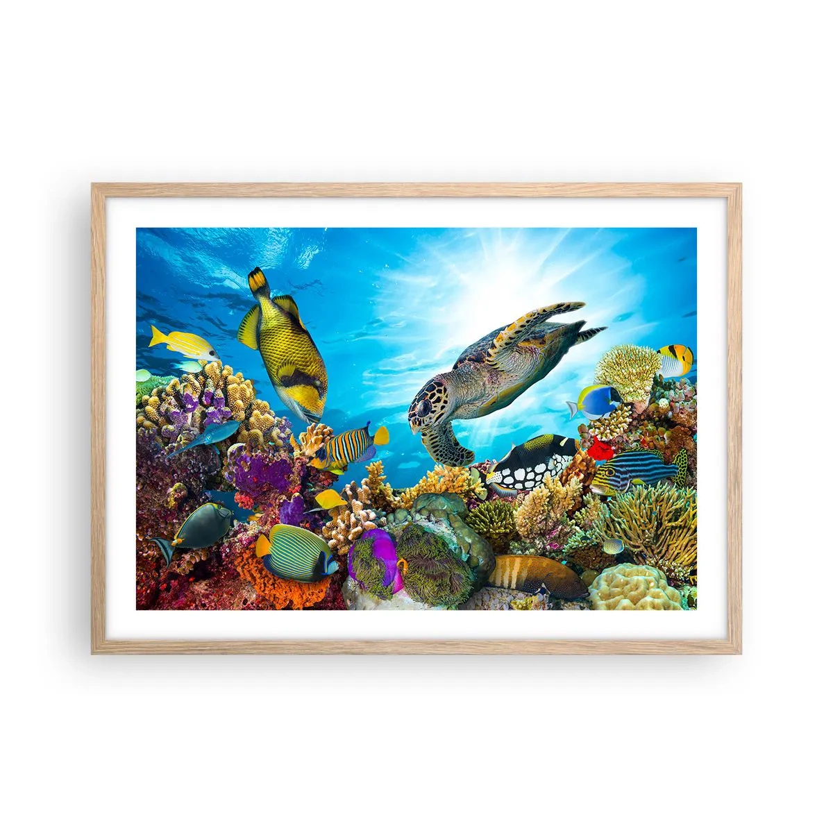 Plakat i ramme af lyst egetræ - Koralpromenade - 70x50 cm
