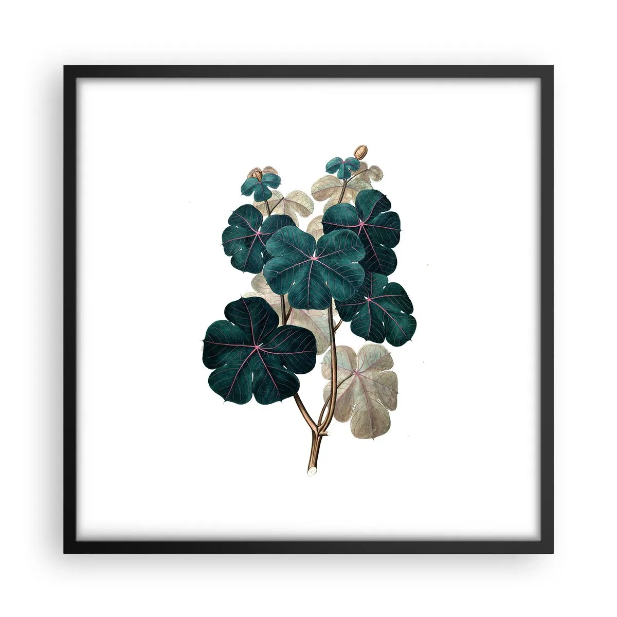 Plakat i sort ramme - Fra et gammelt herbarium - 50x50 cm