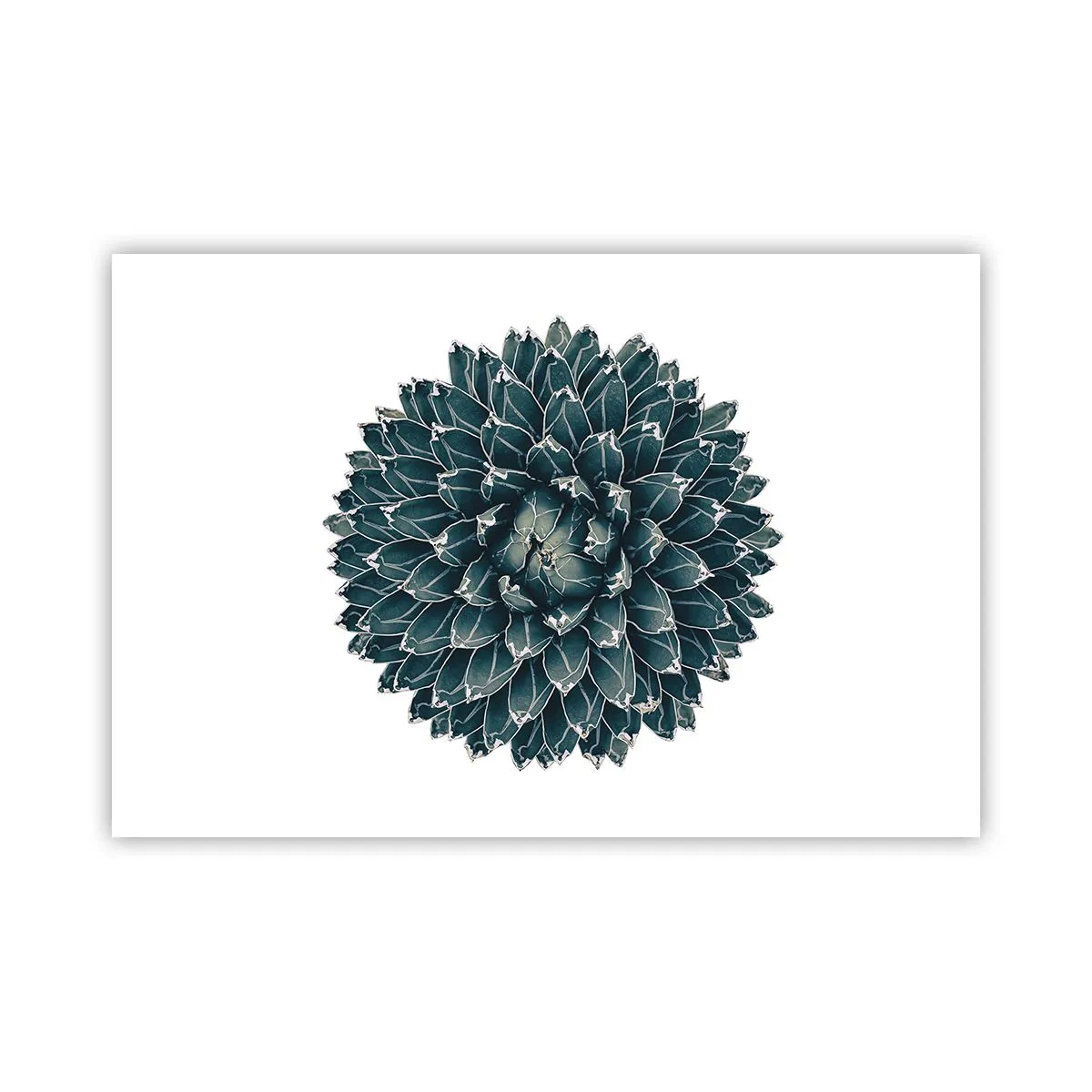 Plakat - Ørkenstjerne - 91x61 cm