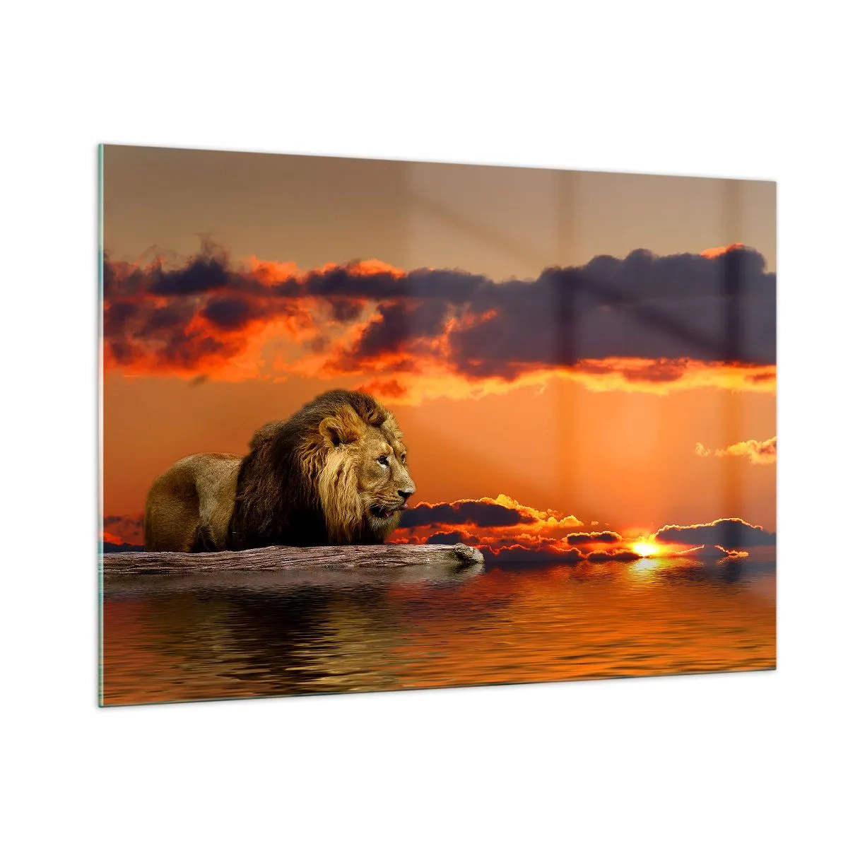 Billede på glas - Naturens konge - 100x70 cm