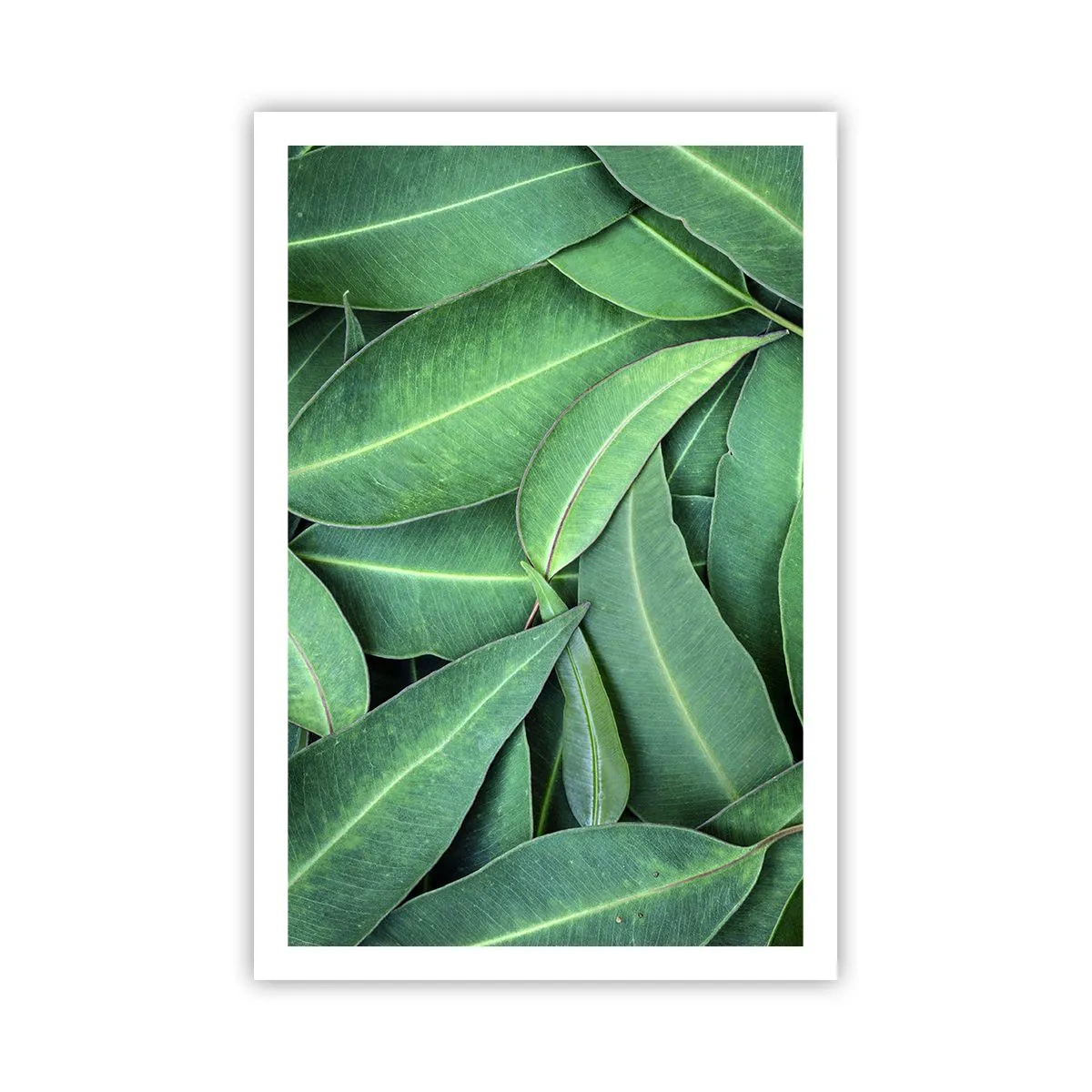 Plakat - Saftig og frisk - 61x91 cm