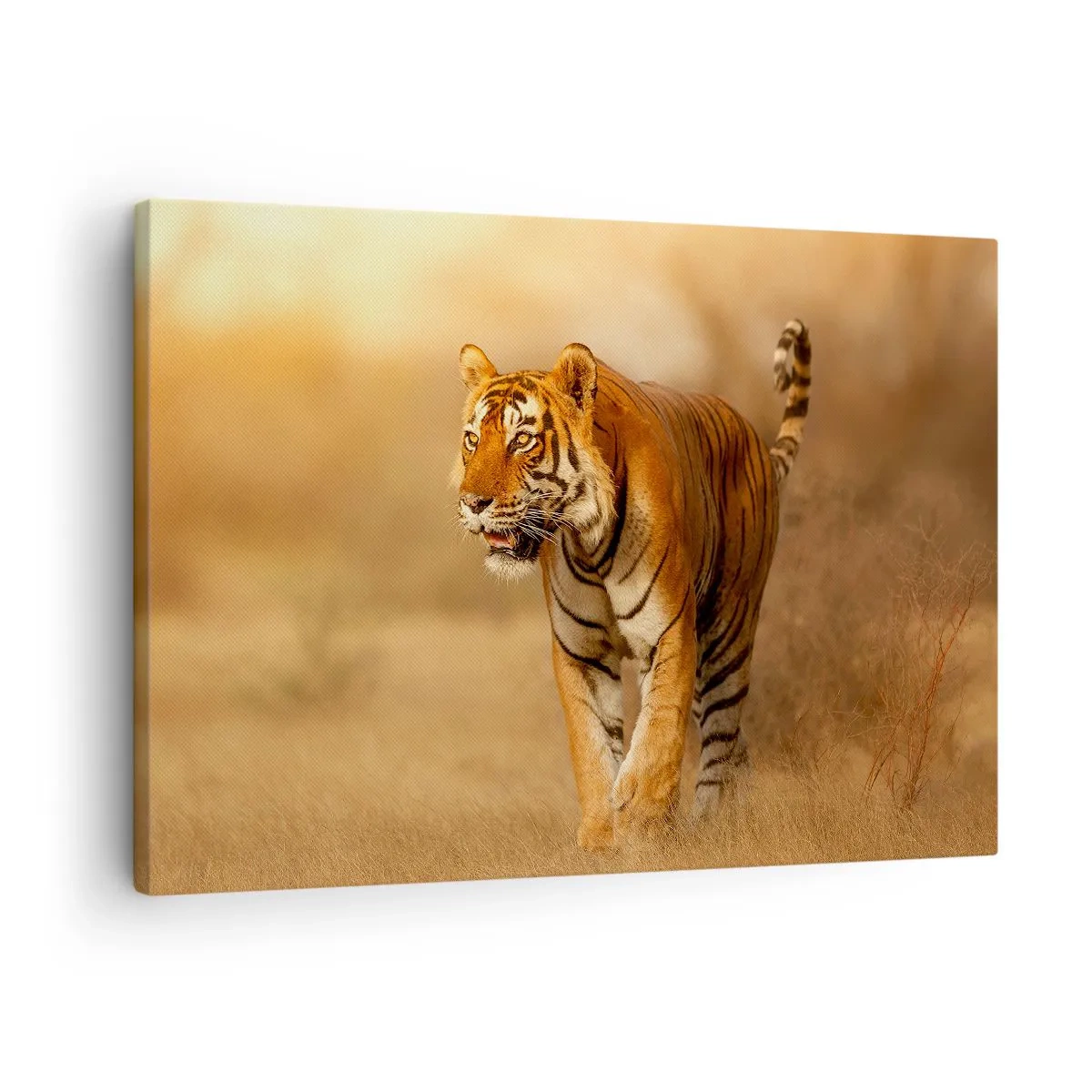Lærredstryk - Billede på lærred - En tiger, der går gennem savannen i varme farver - 70x50cm - Før angrebet - Moderne vægdekoration til stue og soveværelse ARTTOR