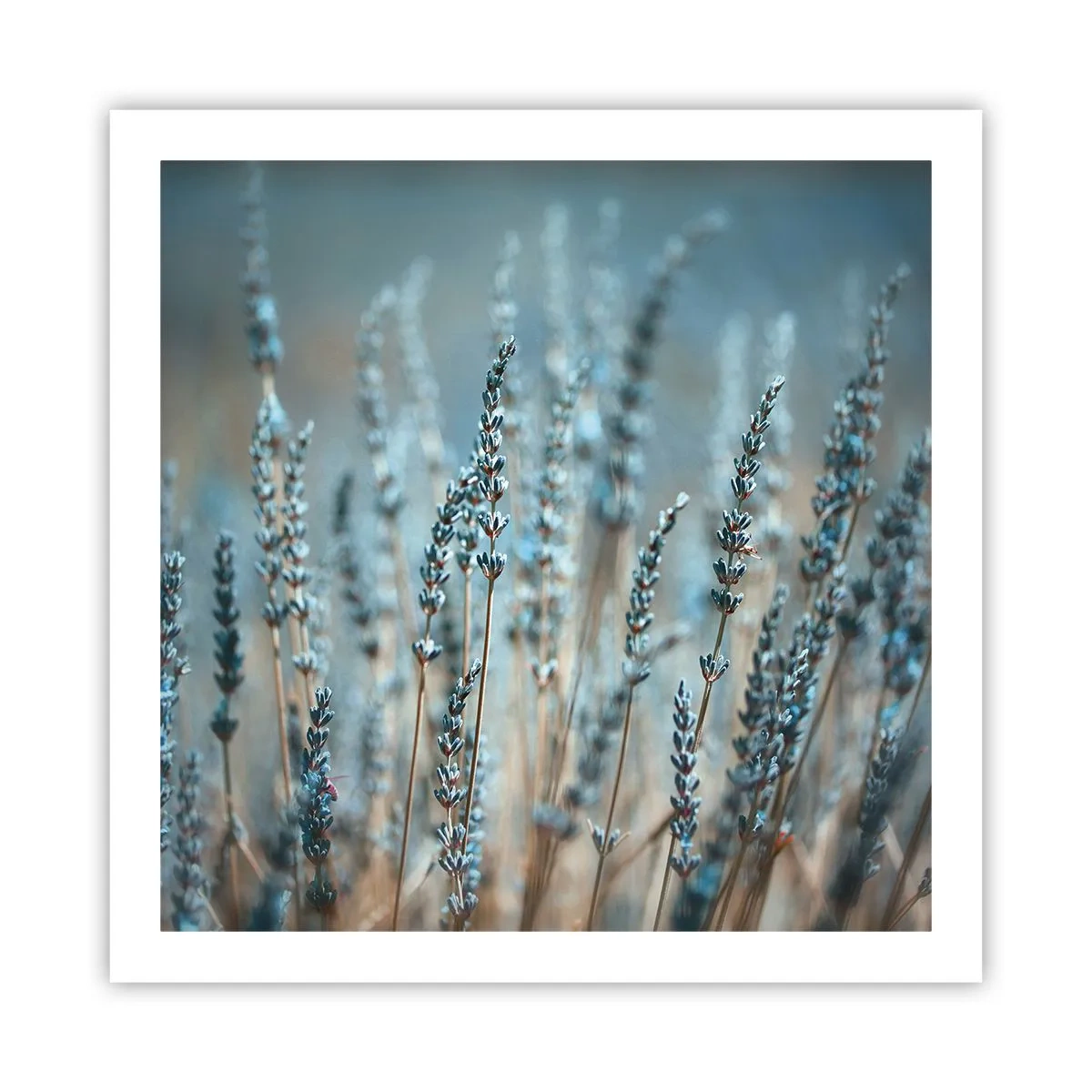 Plakat - Duftende plet - 60x60 cm