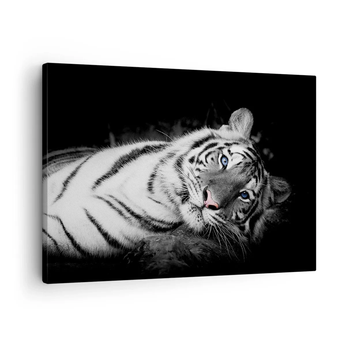 Lærredstryk - Billede på lærred - En kunstnerisk gengivet hvid tiger mod en sort baggrund - 70x50cm - Vildskab og fred - Moderne vægdekoration til stue og soveværelse ARTTOR