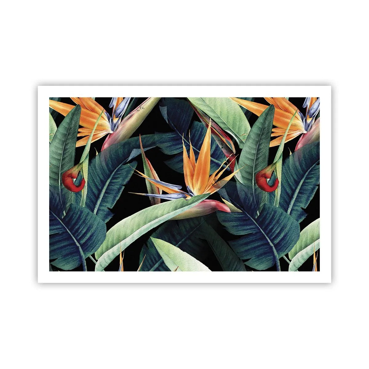 Plakat - Flammeblomster i troperne - 91x61 cm