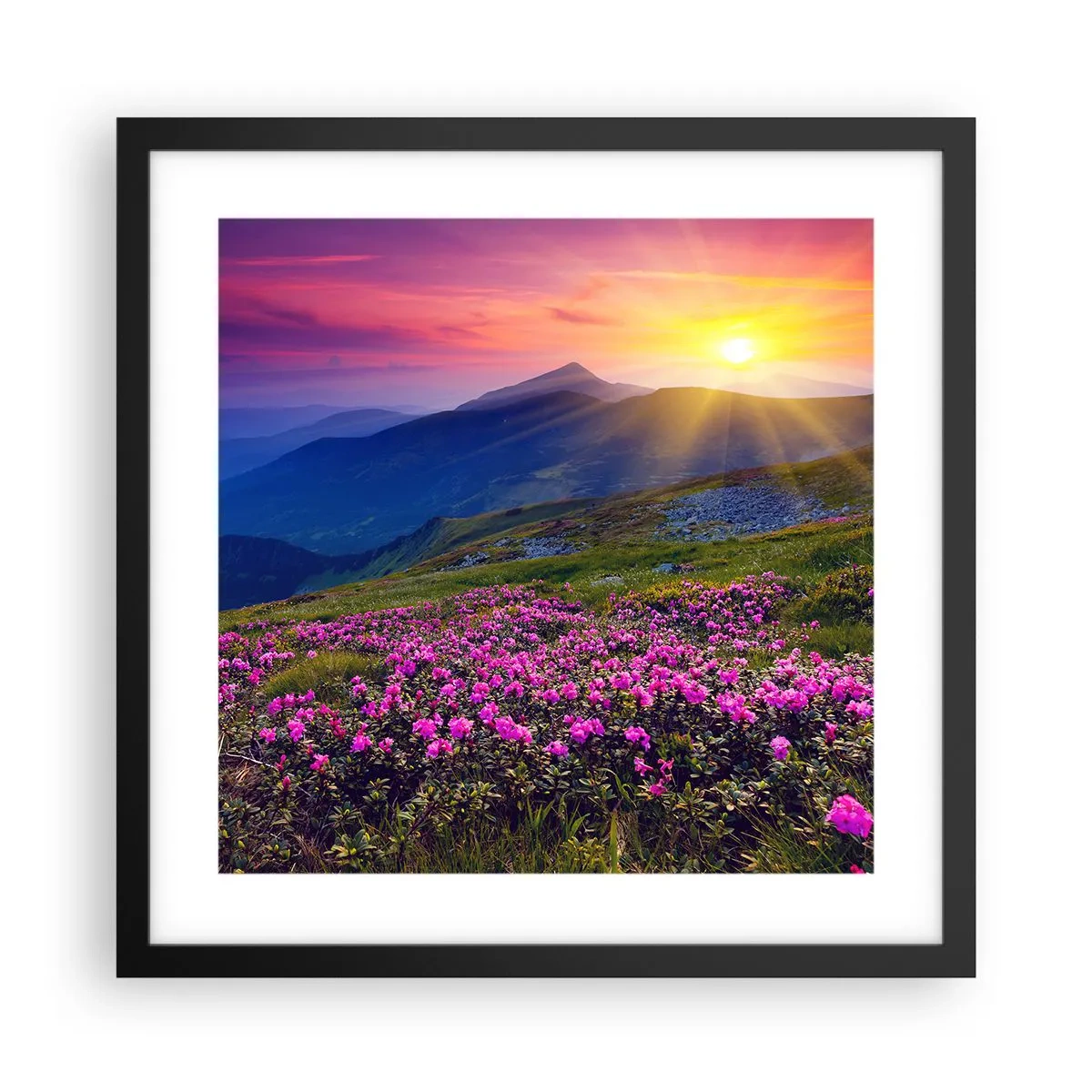 Plakat i sort ramme - ... Og rundt omkring dufter det af fyrretræer og krydderurter - 40x40 cm