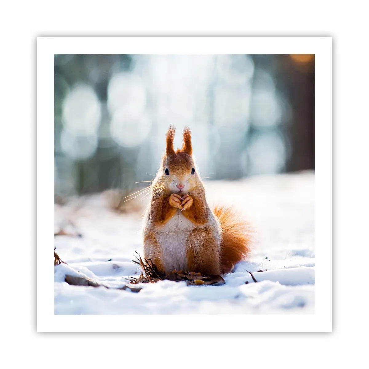 Plakat - Og hvad kigger du på? - 60x60 cm