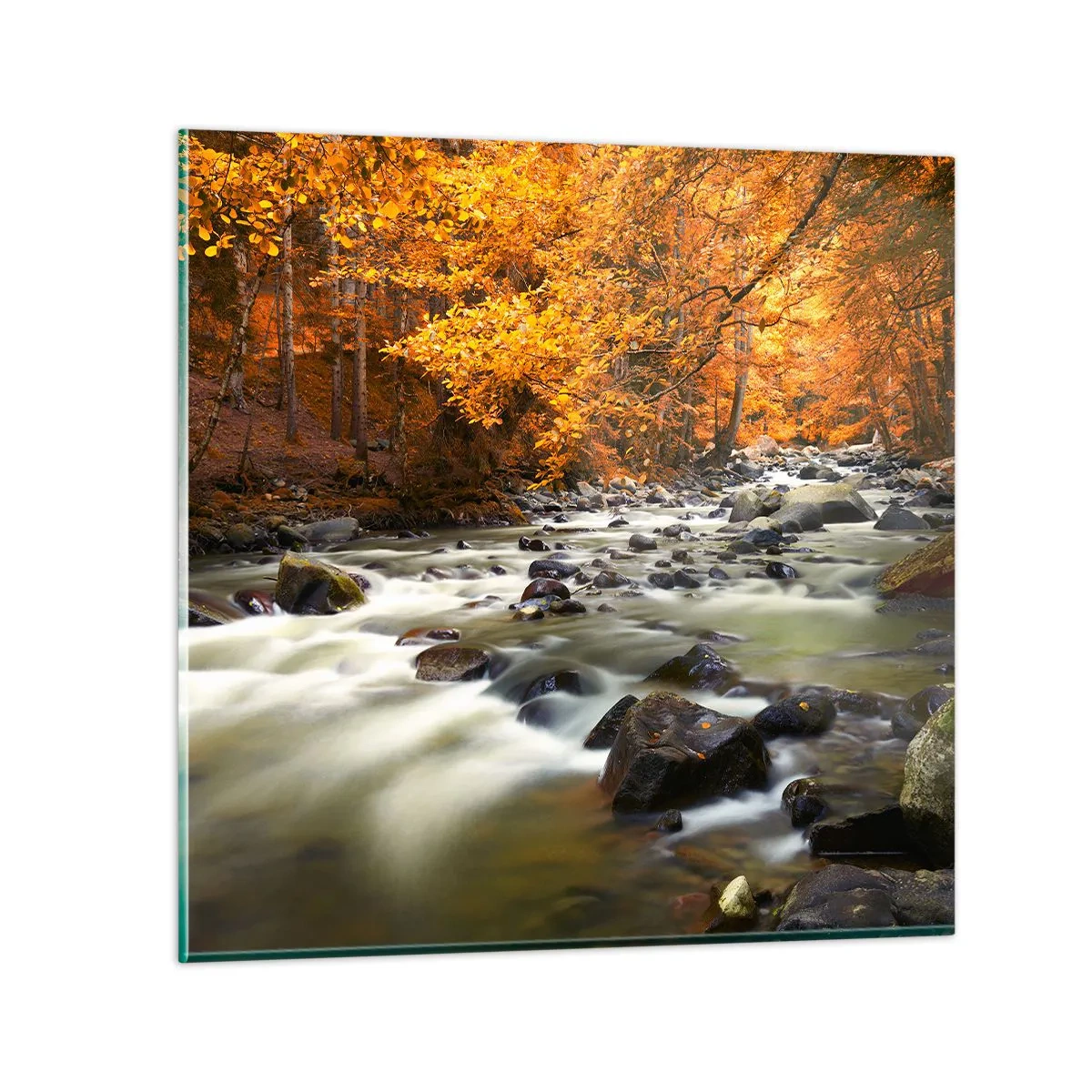 Billede på glas - Et vandløb i den gyldne skov - 60x60 cm