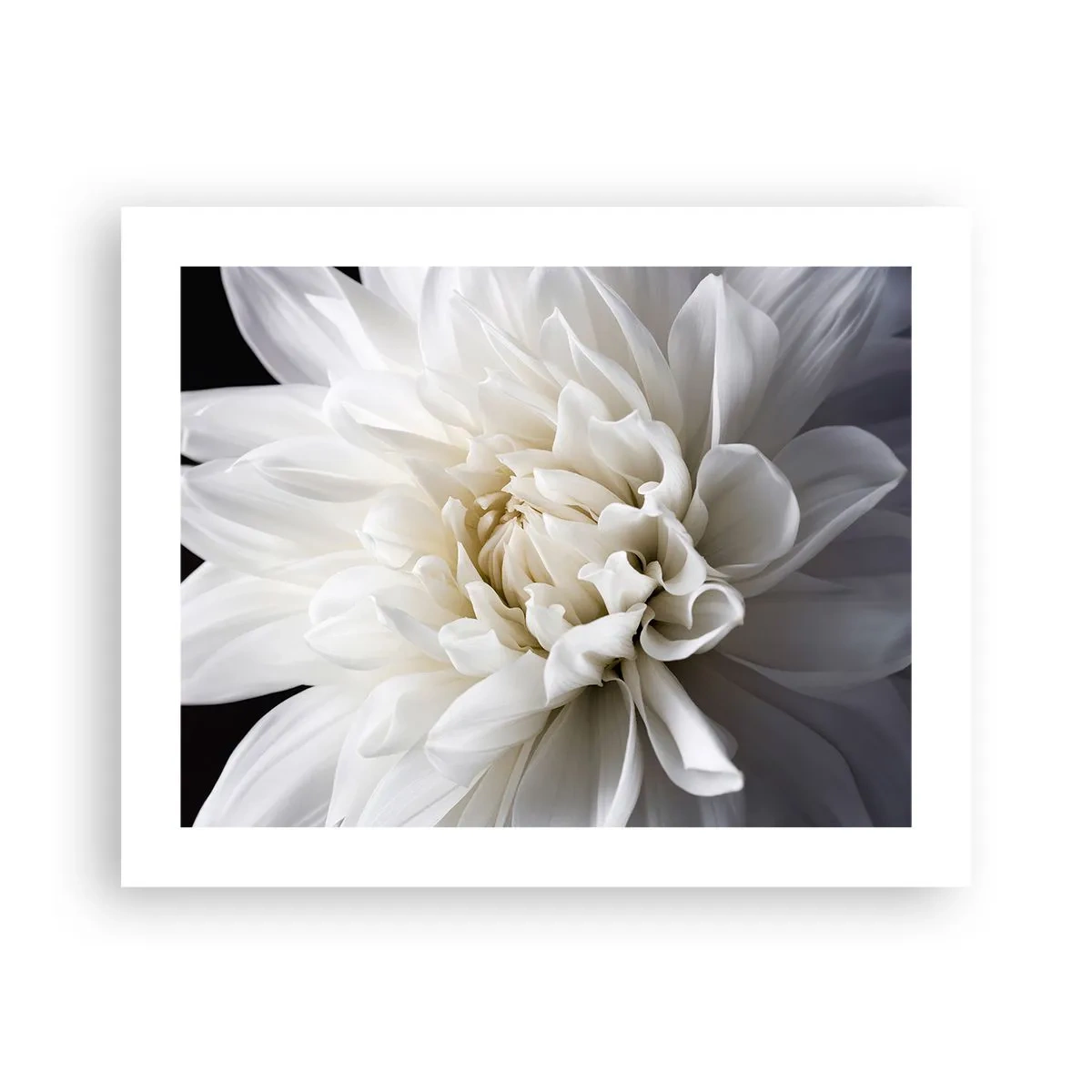 Plakat - Morgenbrud - 50x40 cm