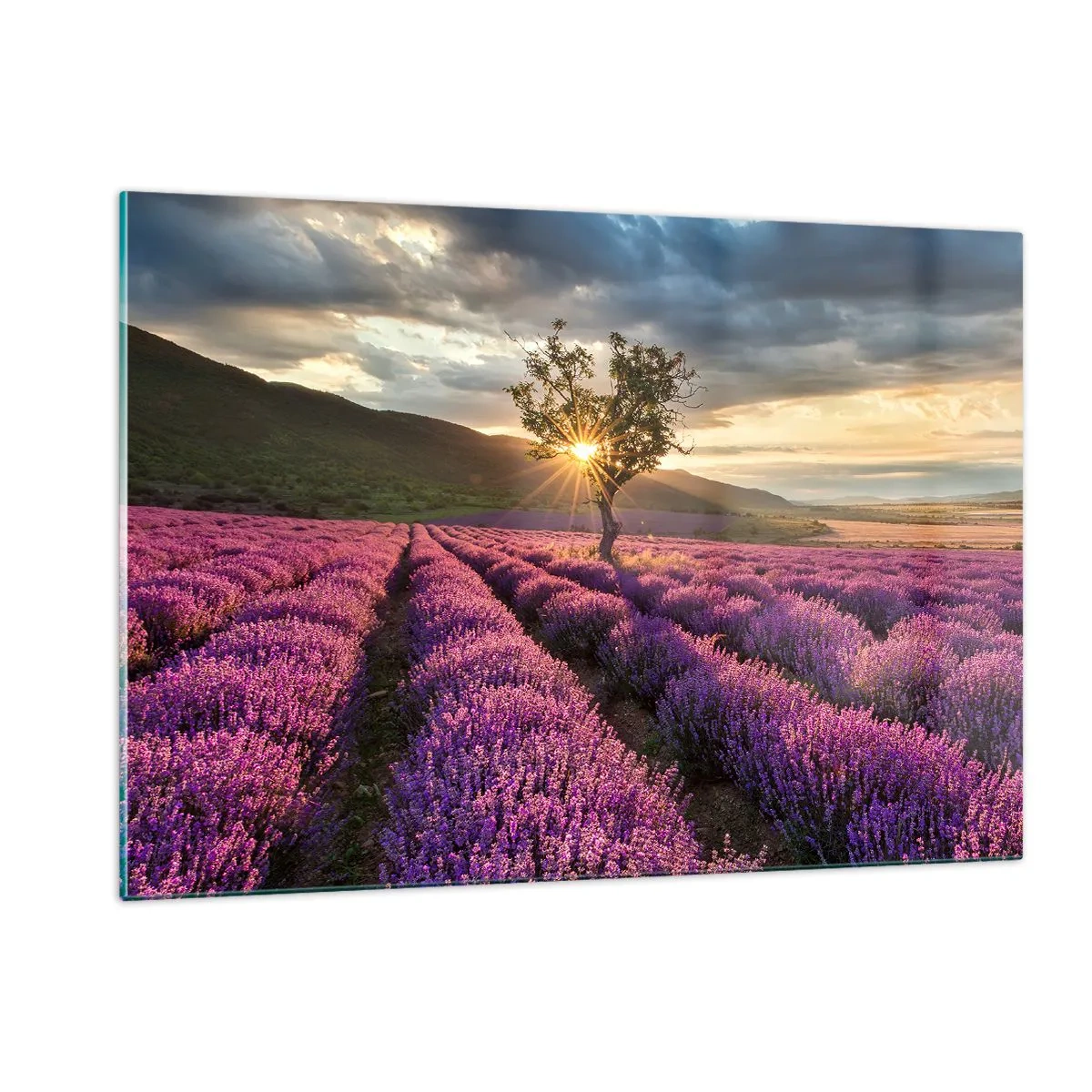 Billede på glas - Lilla aroma - 120x80 cm