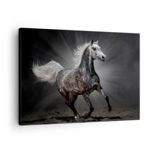 Lærredstryk - Billede på lærred - En hvid hest galoperer mod en mørk baggrund - 70x50cm - Gråt er smukt - Moderne vægdekoration til stue og soveværelse ARTTOR