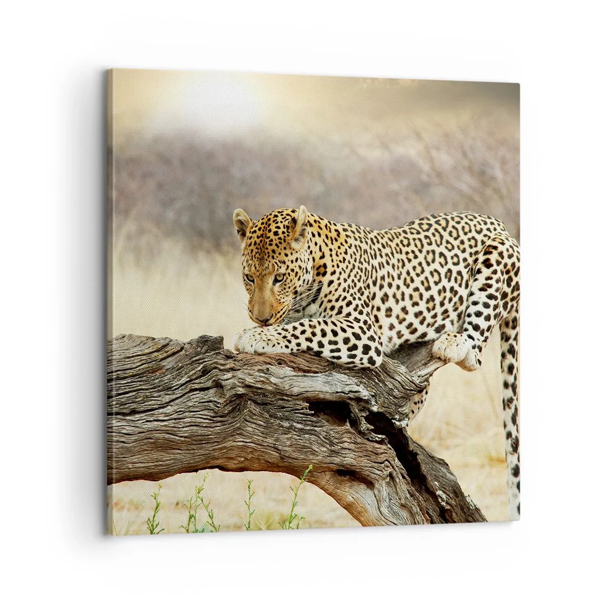 Lærredstryk - Billede på lærred - Jeg går min egen vej - 60x60 cm