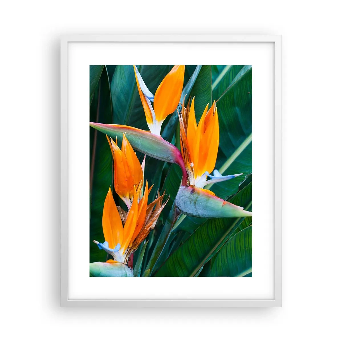 Plakat i hvid ramme - Er det en blomst eller er det en fugl? - 40x50 cm