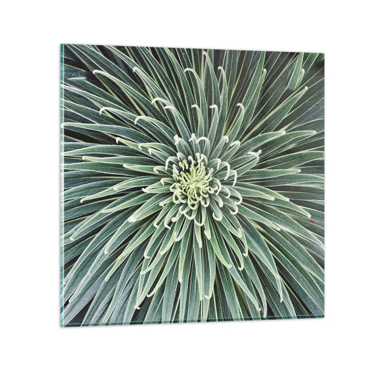 Billede på glas - En stjernes fødsel - 70x70 cm