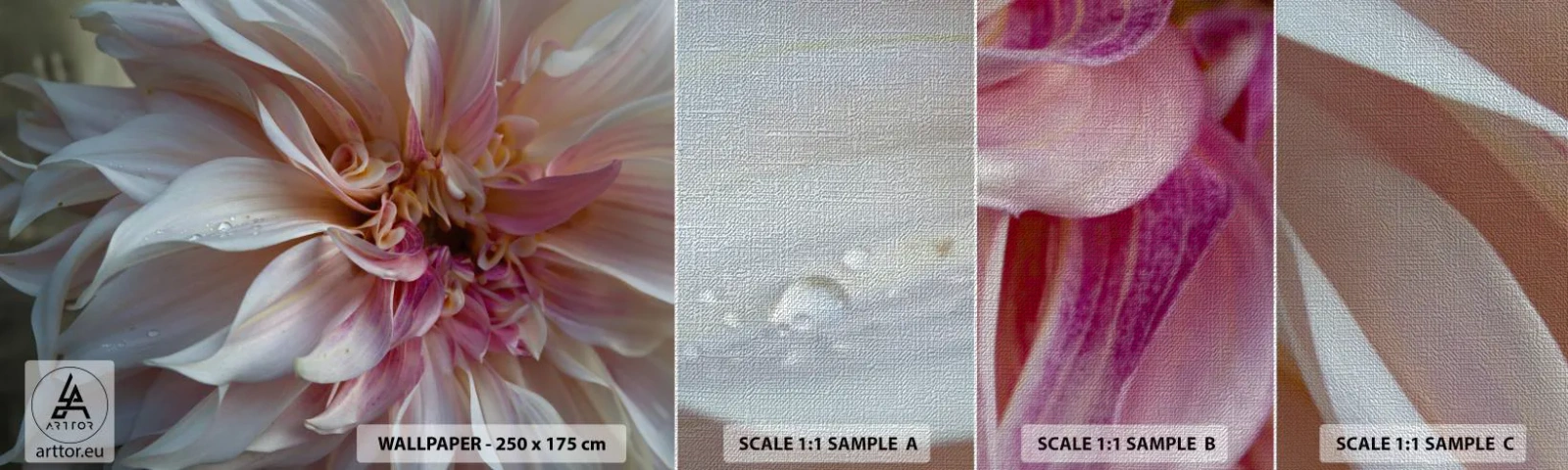 Prøve Fototapet Premium Canvas - Blomstrende friskhed - Blomst, Dahlia, Plante - 100x30 cm