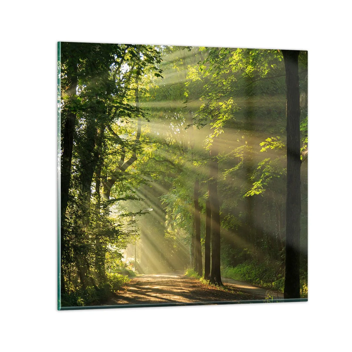 Billede på glas - Øjeblik i skoven - 70x70 cm