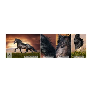 Fototapet Prøve Standard Eco - Sort prins - Dyr, arabisk hest, Landskab - 100x30 cm