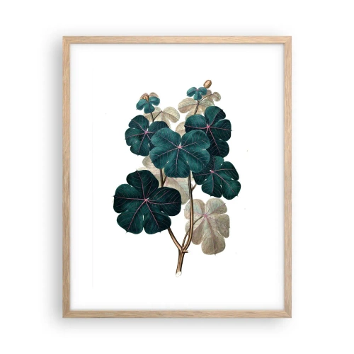 Plakat i ramme af lyst egetræ - Fra et gammelt herbarium - 40x50 cm