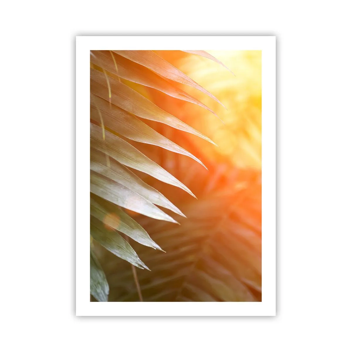 Plakat - Morgen i junglen - 50x70 cm