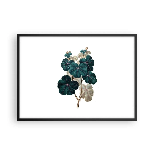 Plakat i sort ramme - Fra et gammelt herbarium - 70x50 cm