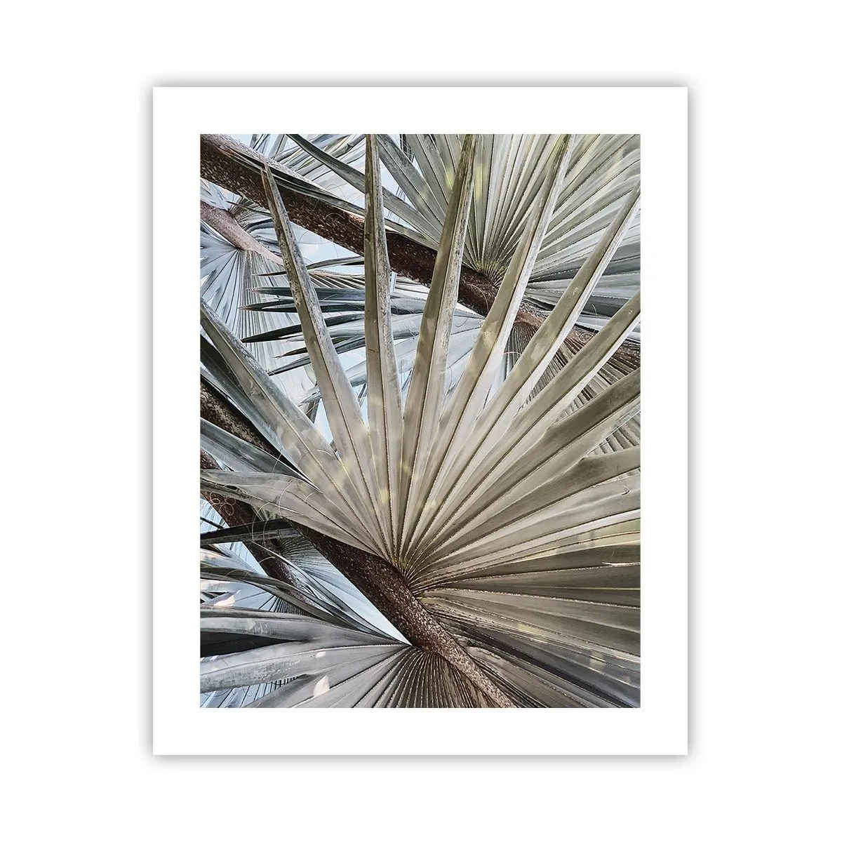 Plakat - Ventilatorer i troperne - 40x50 cm