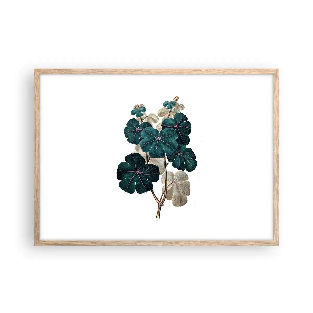 Plakat i ramme af lyst egetræ - Fra et gammelt herbarium - 70x50 cm