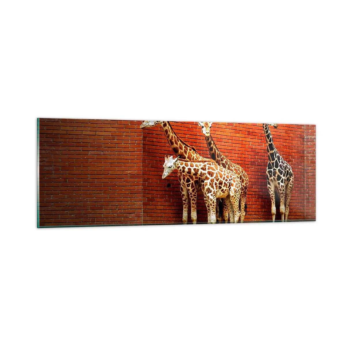 Billede på glas - Kan du se nogen akacie? - 90x30 cm