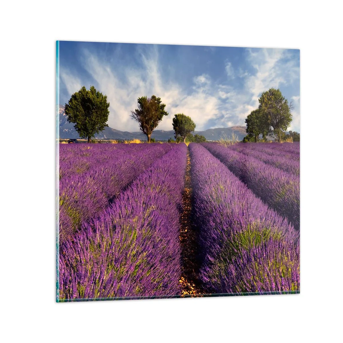 Billede på glas - Enge med lavendel - 70x70 cm
