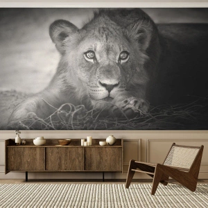 Fototapet Premium Canvas - Kongelig hvalp - Dyr, Løve, Sort og hvid - 250x175 cm