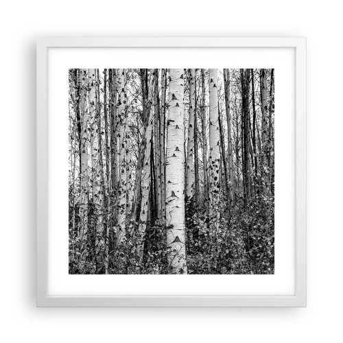 Plakat i hvid ramme - Kolonnade af birk - 40x40 cm
