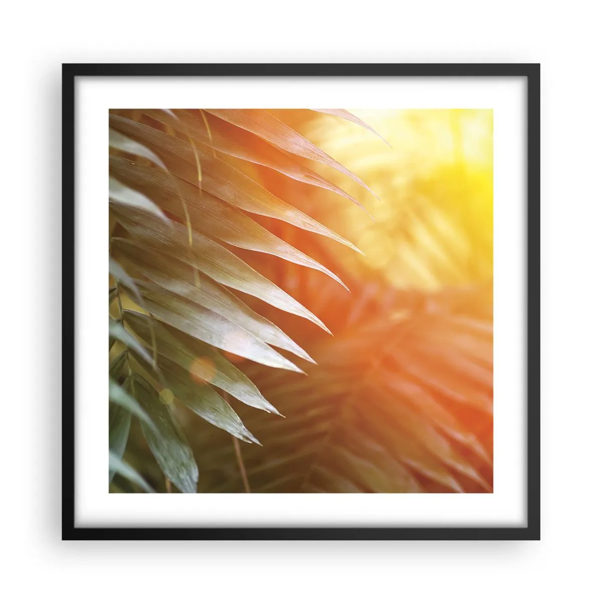 Plakat i sort ramme - Morgen i junglen - 50x50 cm
