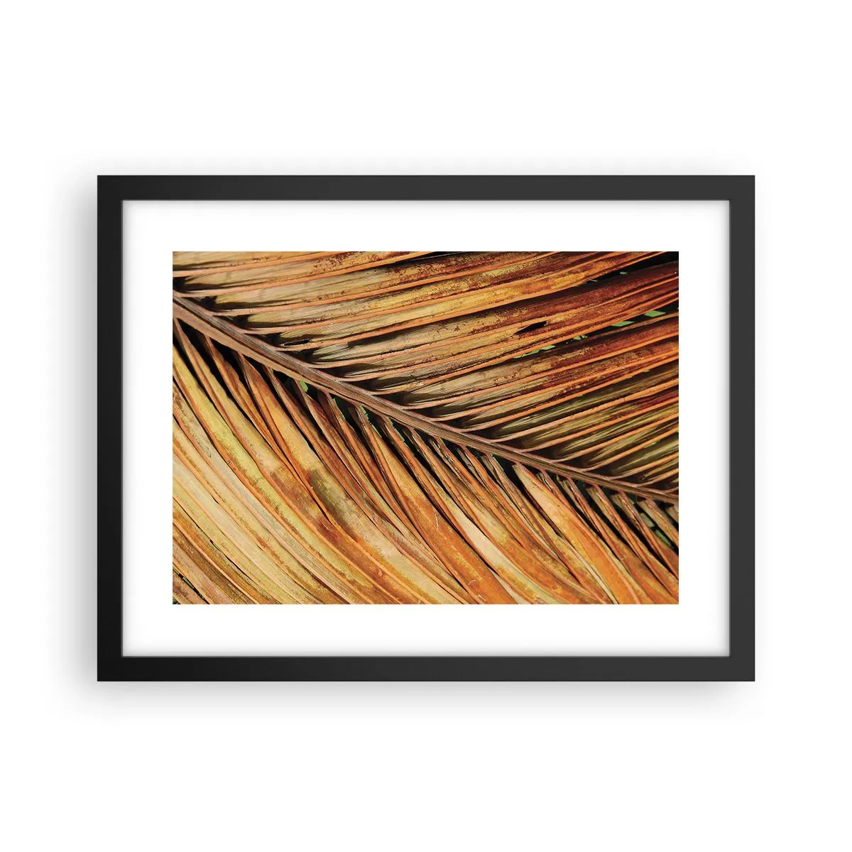 Plakat i sort ramme - Kokosnød guld - 40x30 cm