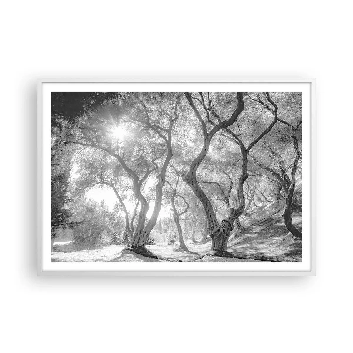 Plakat i hvid ramme - I en olivenlund - 100x70 cm