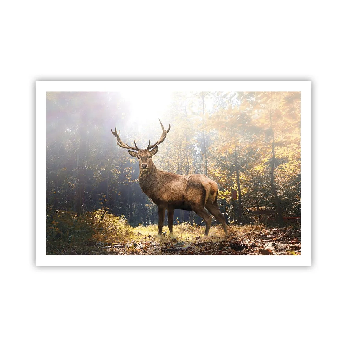 Plakat - I fuld majestæt - 91x61 cm