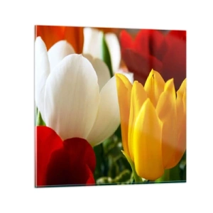 Billede på glas - Tulipanfeber - 70x70 cm