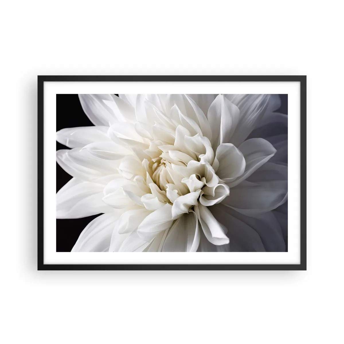 Plakat i sort ramme - Morgenbrud - 70x50 cm